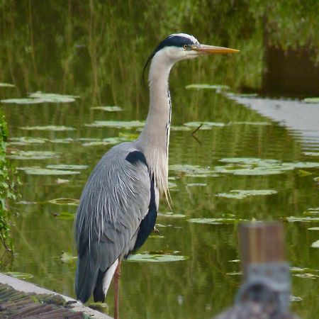 Rustig Gelegen Chalet Kapeki Met Tuin Aan Het Water Geel Zewnętrze zdjęcie